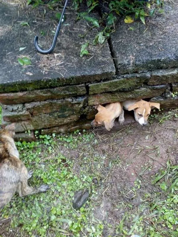 Cachorro ra a Vira-lata idade 2 a 6 meses nome Sem Nome