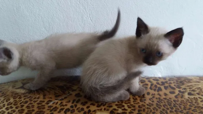 Gato ra a Siamês idade Abaixo de 2 meses nome Sem nome