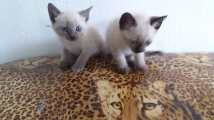 Gato ra a Siamês idade Abaixo de 2 meses nome Sem nome