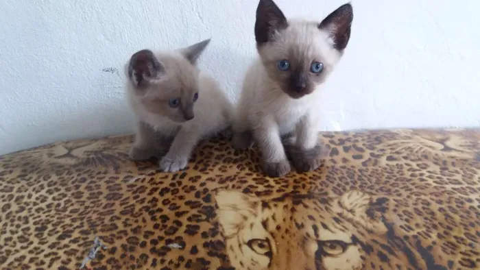 Gato ra a Siamês idade Abaixo de 2 meses nome Sem nome