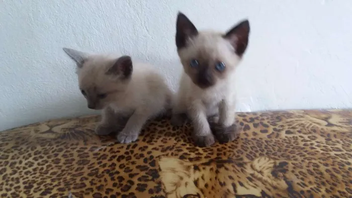 Gato ra a Siamês idade Abaixo de 2 meses nome Sem nome