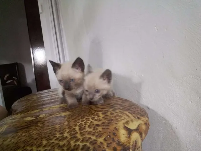 Gato ra a Siamês idade Abaixo de 2 meses nome Sem nome
