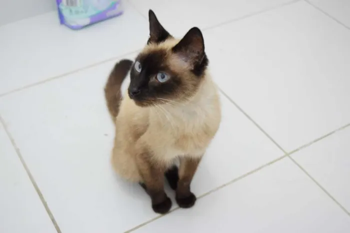 Gato raça Siamês idade  nome Sally