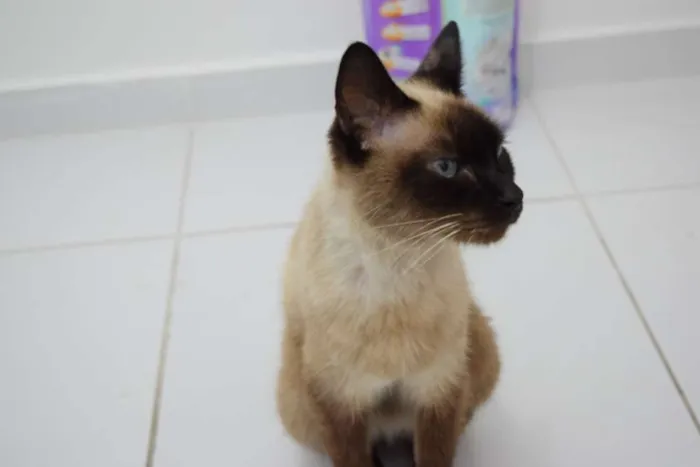 Gato raça Siamês idade  nome Sally