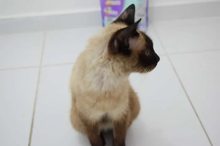 Gato raça Siamês idade  nome Sally