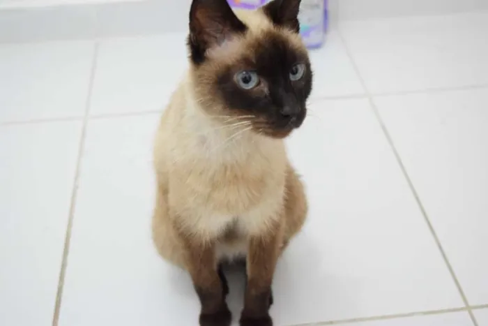 Gato raça Siamês idade  nome Sally