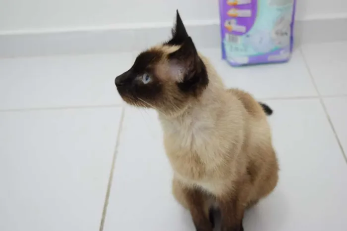 Gato raça Siamês idade  nome Sally