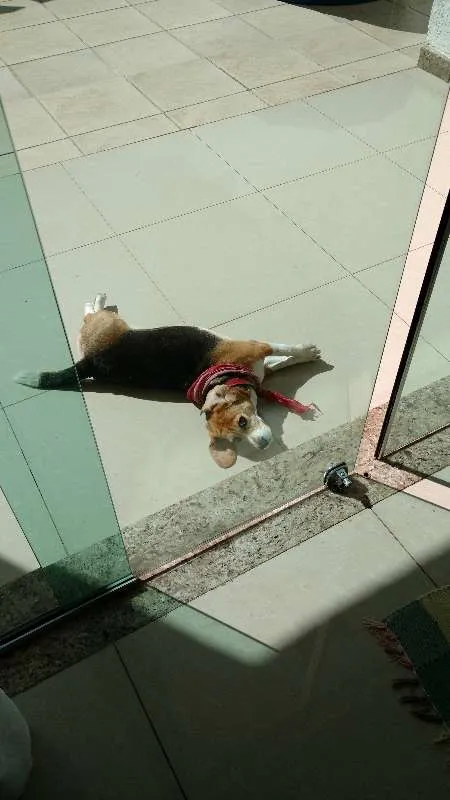 Cachorro raça beagle idade 5 anos nome Lola