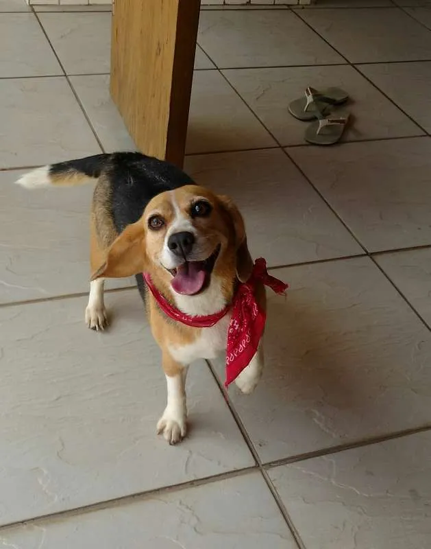 Cachorro raça beagle idade 5 anos nome Lola