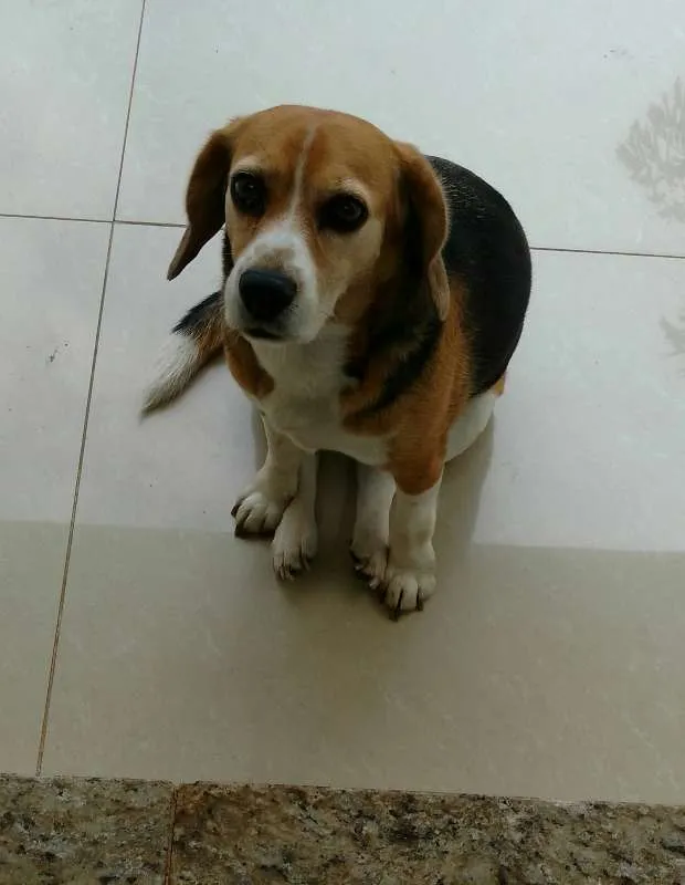 Cachorro raça beagle idade 5 anos nome Lola