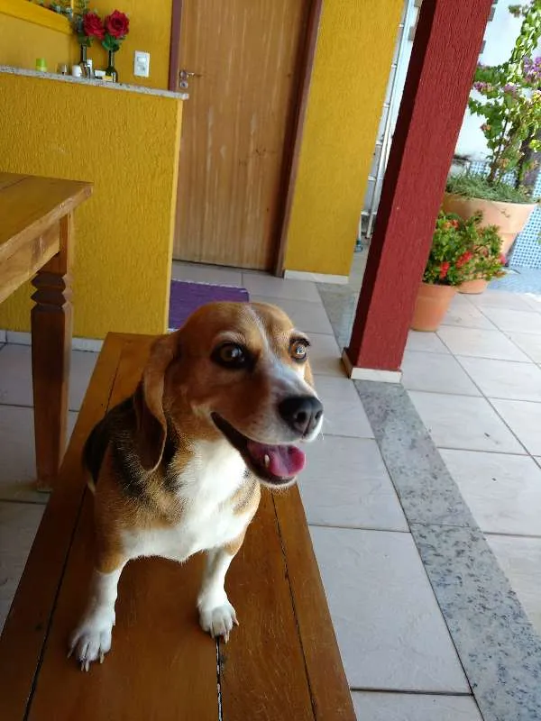 Cachorro raça beagle idade 5 anos nome Lola