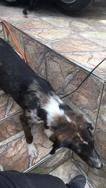 Cachorro ra a SRD idade 7 a 11 meses nome N/A