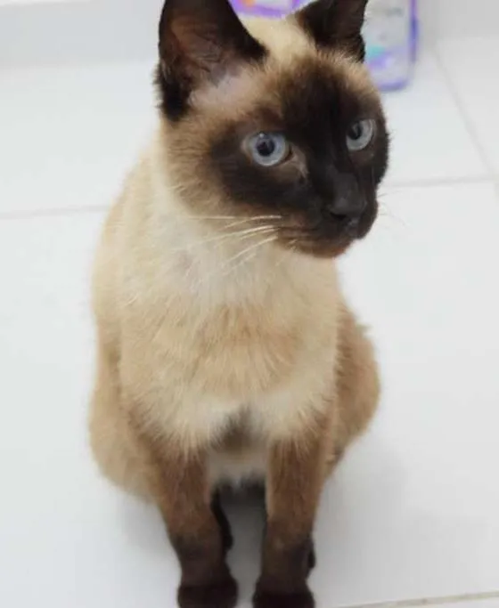 Gato raça Siamês idade  nome Sally