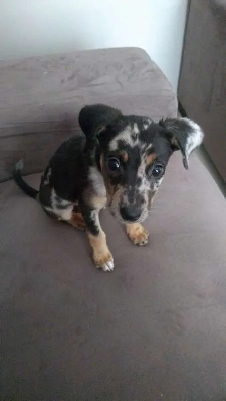 Cachorro raça Vira latinha idade 2 a 6 meses nome Coca