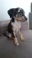 Coca