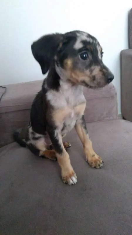 Cachorro raça Vira latinha idade 2 a 6 meses nome Coca