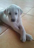 Teddy