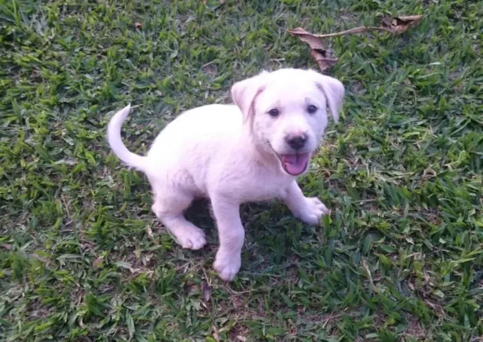 Cachorro ra a SRD idade 2 a 6 meses nome Teddy