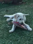 Teddy