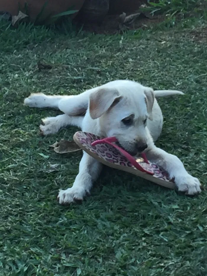 Cachorro ra a SRD idade 2 a 6 meses nome Teddy