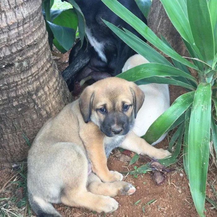 Cachorro ra a Srd idade 2 a 6 meses nome Cacau