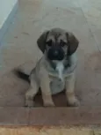 Cacau