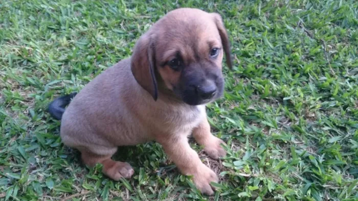 Cachorro ra a Srd idade 2 a 6 meses nome Cacau