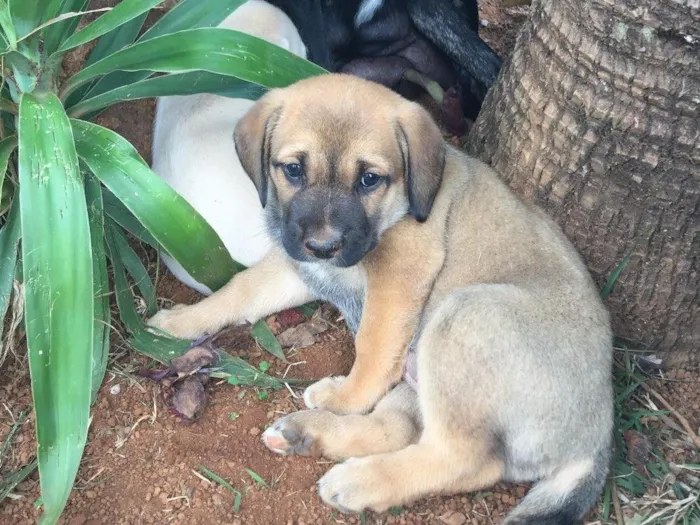 Cachorro ra a Srd idade 2 a 6 meses nome Cacau
