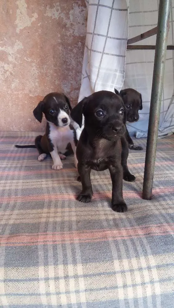 Cachorro ra a Salsichão  idade Abaixo de 2 meses nome rajad, maiana , mary