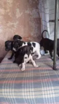 rajad, maiana , mary