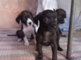 rajad, maiana , mary