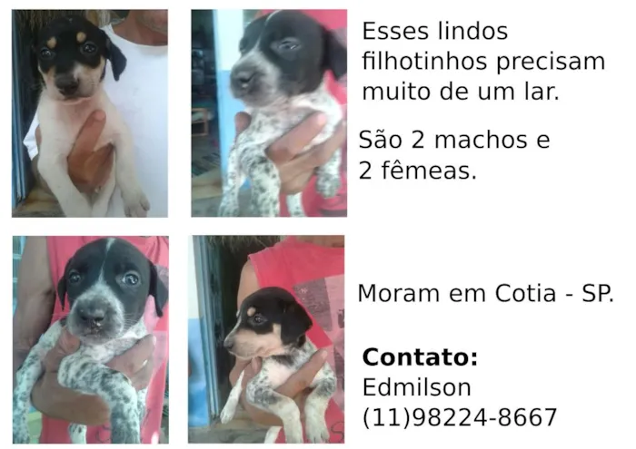 Cachorro ra a  idade Abaixo de 2 meses nome Filhotes de cachorro
