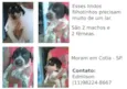 Filhotes de cachorro