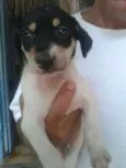 Filhotes de cachorro