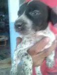 Filhotes de cachorro