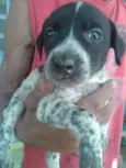Filhotes de cachorro
