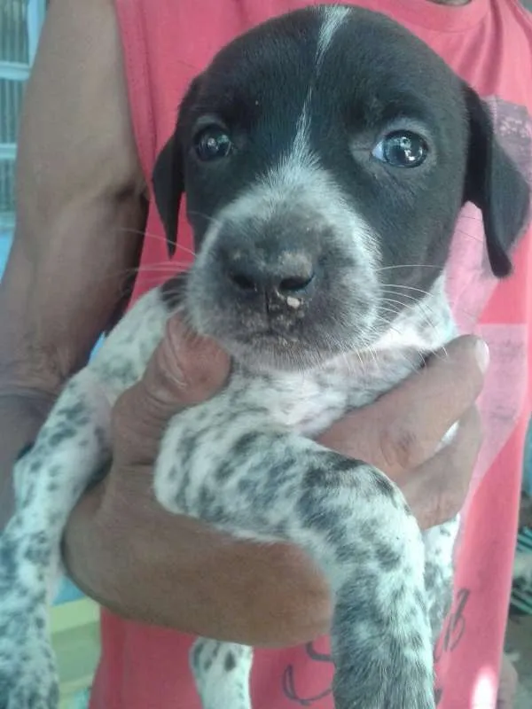 Cachorro ra a  idade Abaixo de 2 meses nome Filhotes de cachorro