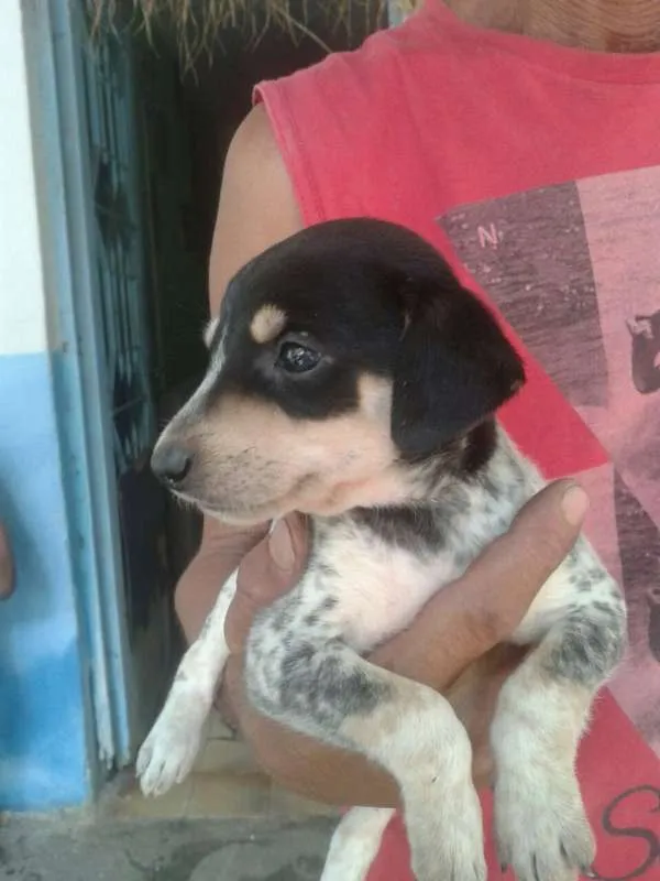 Cachorro ra a  idade Abaixo de 2 meses nome Filhotes de cachorro