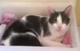 Lua