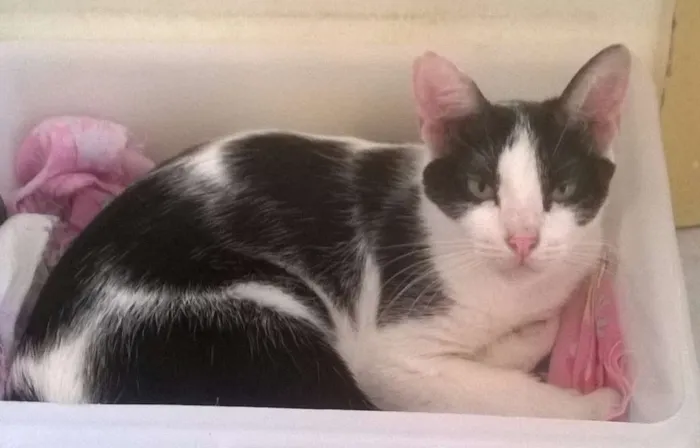 Gato ra a SRD idade 3 anos nome Lua