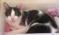 Lua