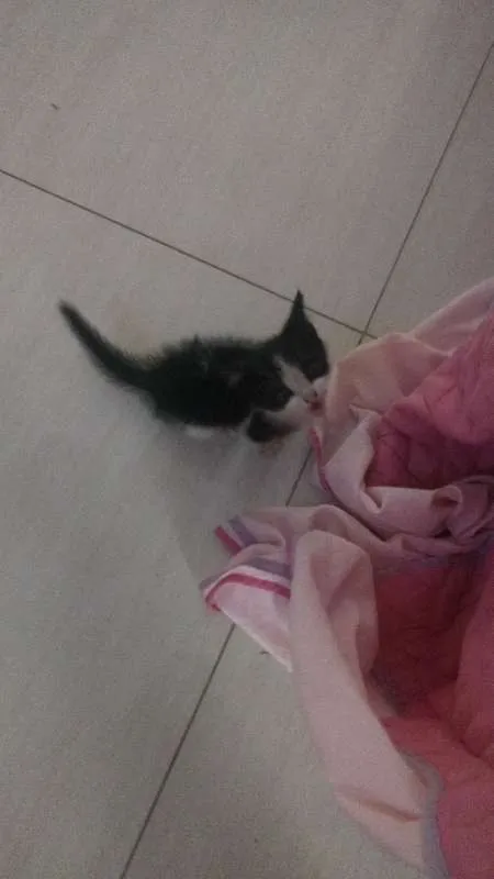 Gato raça  idade 2 a 6 meses nome Lindauro