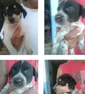 Cachorro raça  idade Abaixo de 2 meses nome Filhotes de cachorro