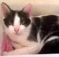 Lua