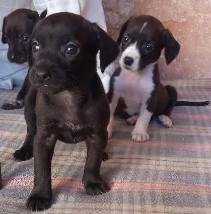 Cachorro ra a Salsichão  idade Abaixo de 2 meses nome rajad, maiana , mary