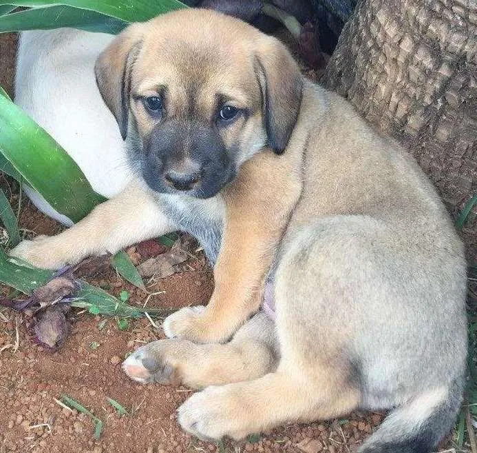 Cachorro ra a Srd idade 2 a 6 meses nome Cacau