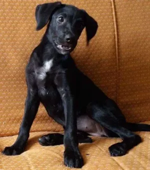 Cachorro raça Raça nao definida idade 2 a 6 meses nome Ainda nao tem nome