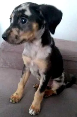 Cachorro raça Vira latinha idade 2 a 6 meses nome Coca