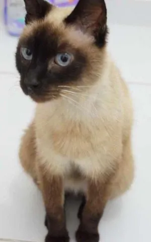 Gato raça Siamês idade  nome Sally