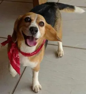 Cachorro raça beagle idade 5 anos nome Lola